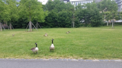 Geese grazing beside river Main, Frankfurt